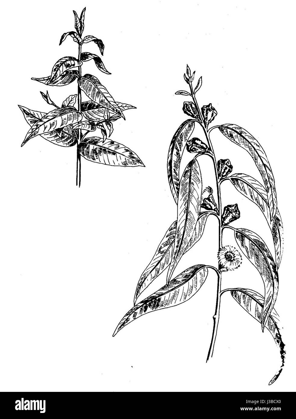 Eucalyptus Globulus Stockfoto