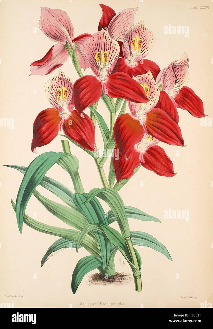 DISA Uniflora (als D. Grandiflora) Warner, Williams wählen Sie Orch Pflanzen 1, TF. 36 (1862 1865) Stockfoto