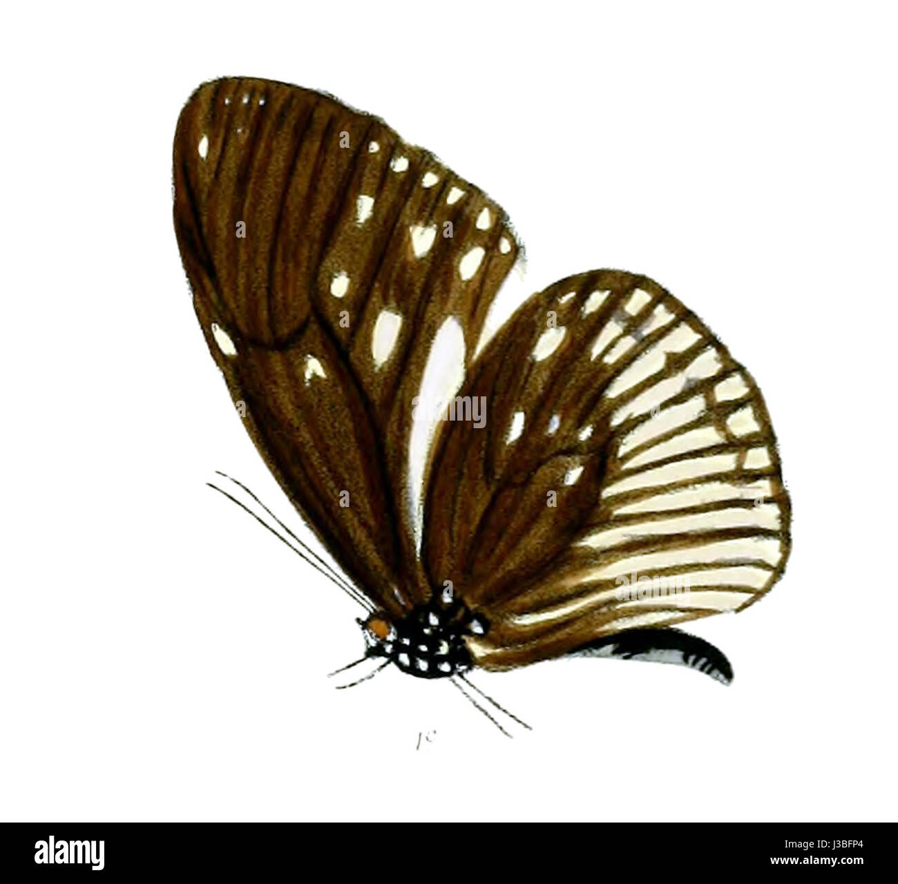 Euploea Alcathoe, auch bekannt als Alcathoe Tiger, ist eine Schmetterlingsart in Südostasien. Dieser Schmetterling ist bekannt für sein markantes Schwarz-weiß-Muster und seine Rolle in den lokalen Ökosystemen als Bestäuber und Beute. Stockfoto