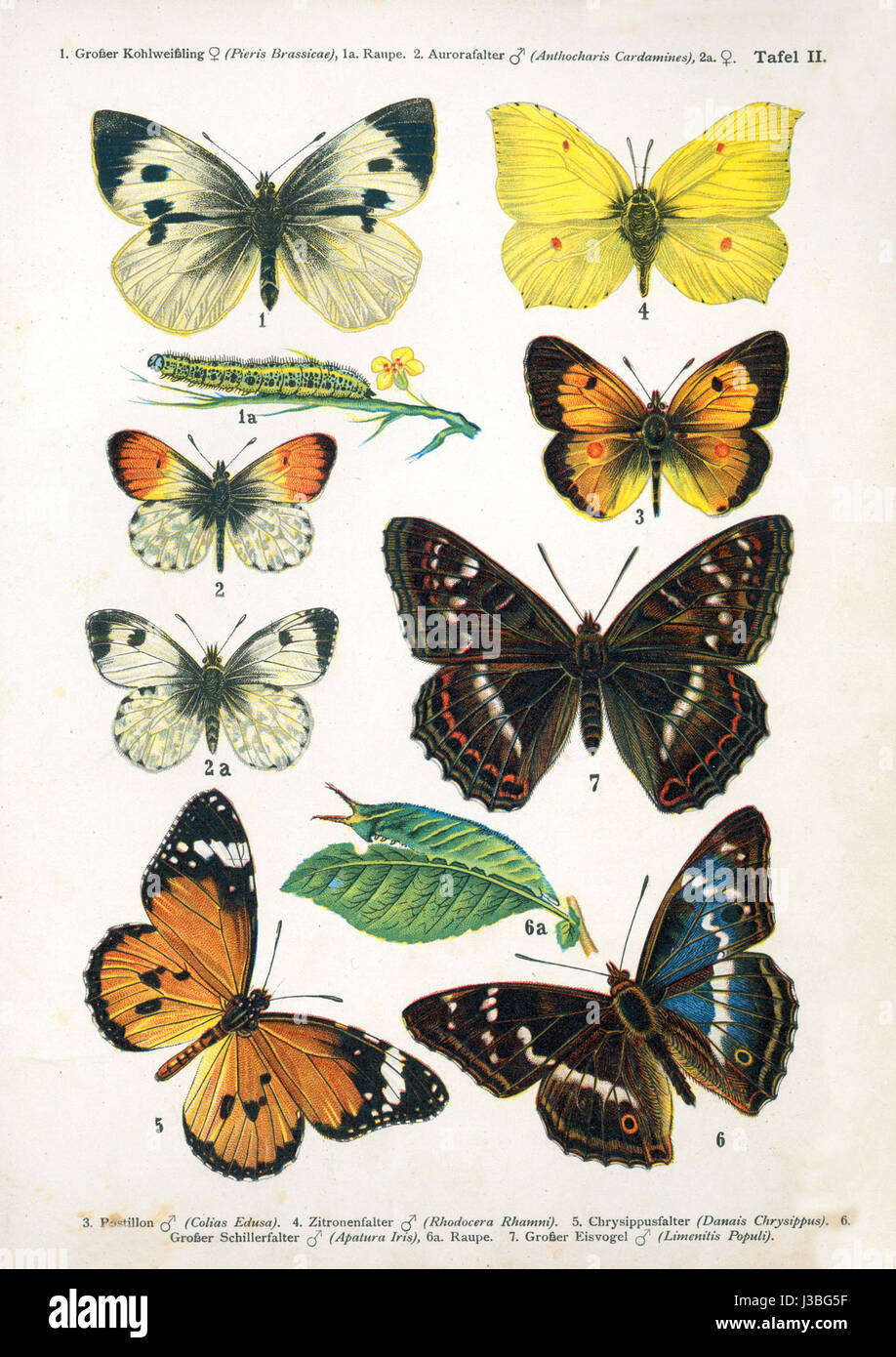 Der „Europäische Schmetterling 044 II“ bezieht sich auf eine Schmetterlingsart, die in ganz Europa zu finden ist und die vielfältige und farbenfrohe Tierwelt in europäischen Ökosystemen zeigt. Stockfoto