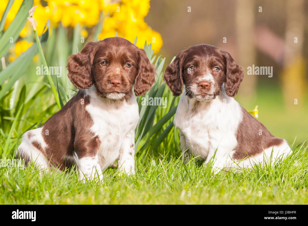 Zwei 6 Wochen alten English Springer Spaniel Welpen (Schwestern) im Vereinigten Königreich Stockfoto