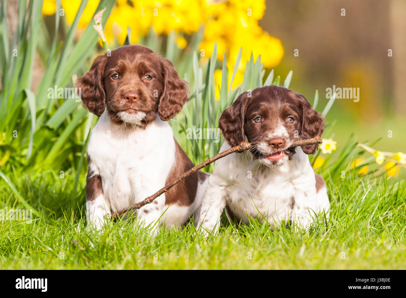 Zwei 6 Wochen alten English Springer Spaniel Welpen (Schwestern) im Vereinigten Königreich Stockfoto