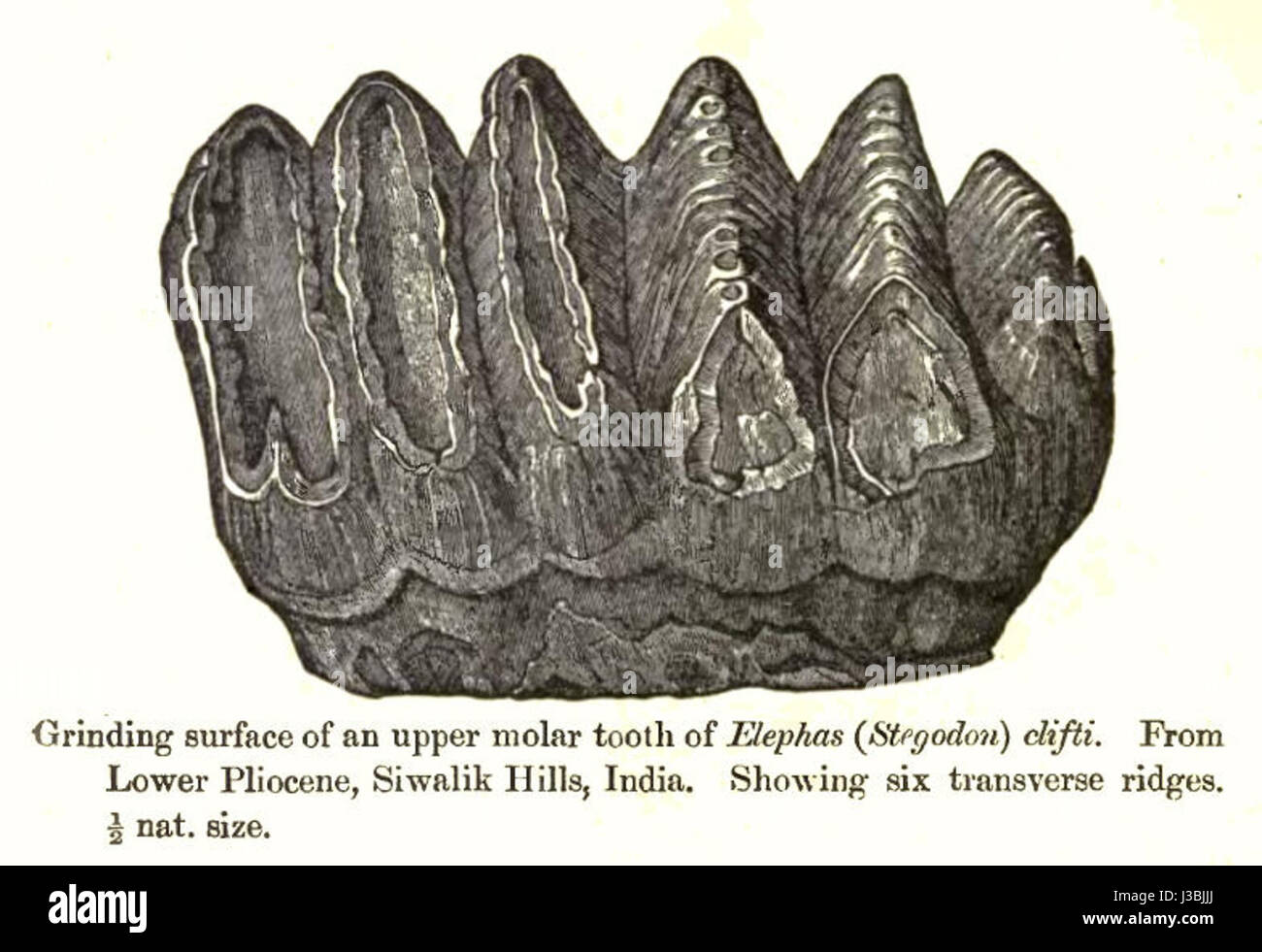 ElephasCliftiMolar Stockfoto