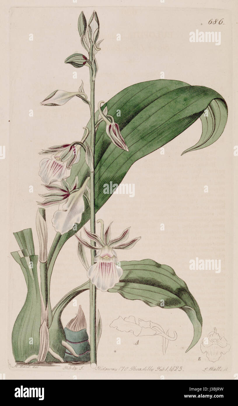 Diese botanische Illustration aus dem „Botanical Register“ (1822) zeigt Eulophia guineensis, eine Orchideenart aus Westafrika. Die detaillierte Platte unterstreicht die einzigartige Struktur des flowerâ und seine Klassifizierung in der Orchideenfamilie. Stockfoto