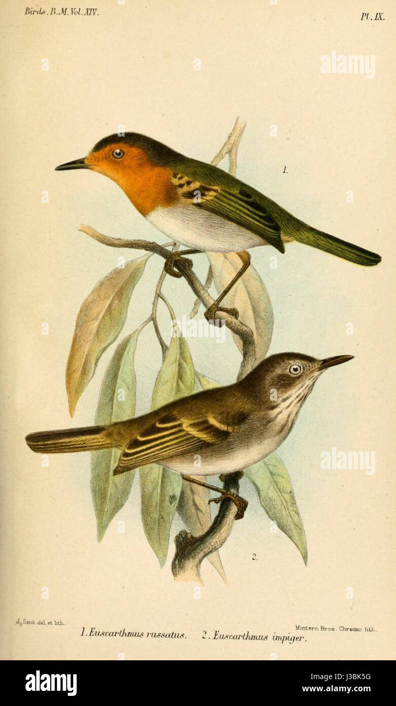 „Euscarthmus Smit“ bezieht sich auf eine Darstellung oder Untersuchung der Vogelart Euscarthmus, die möglicherweise von einem Künstler oder Ornithologen namens Smit geschaffen wurde. Für eine detaillierte Beschreibung ist ein weiterer Kontext erforderlich. Stockfoto