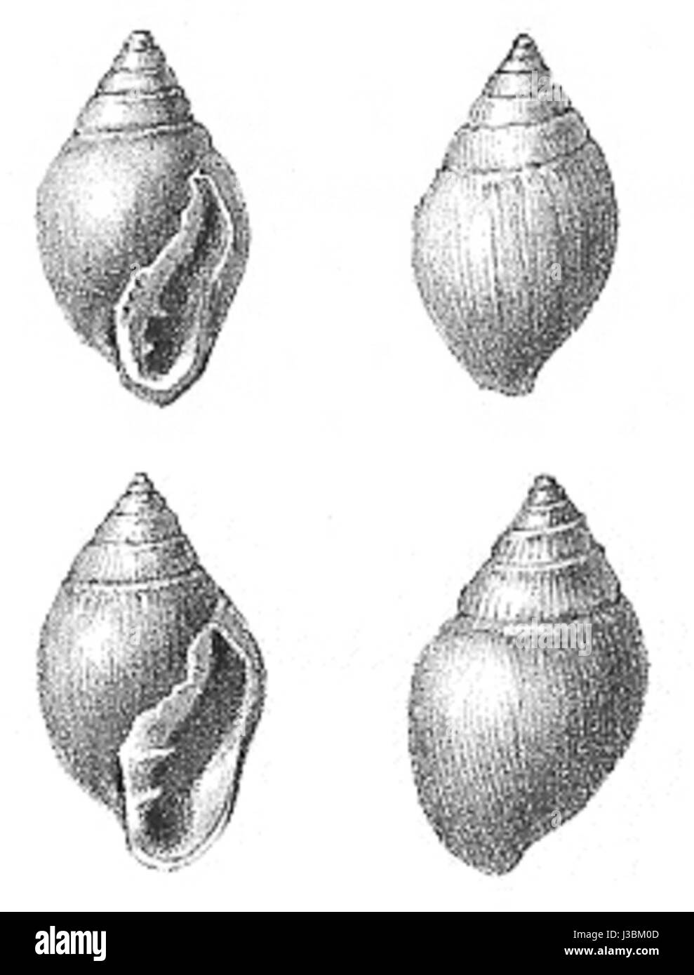 Ellobium Pyramidale 2 Stockfoto