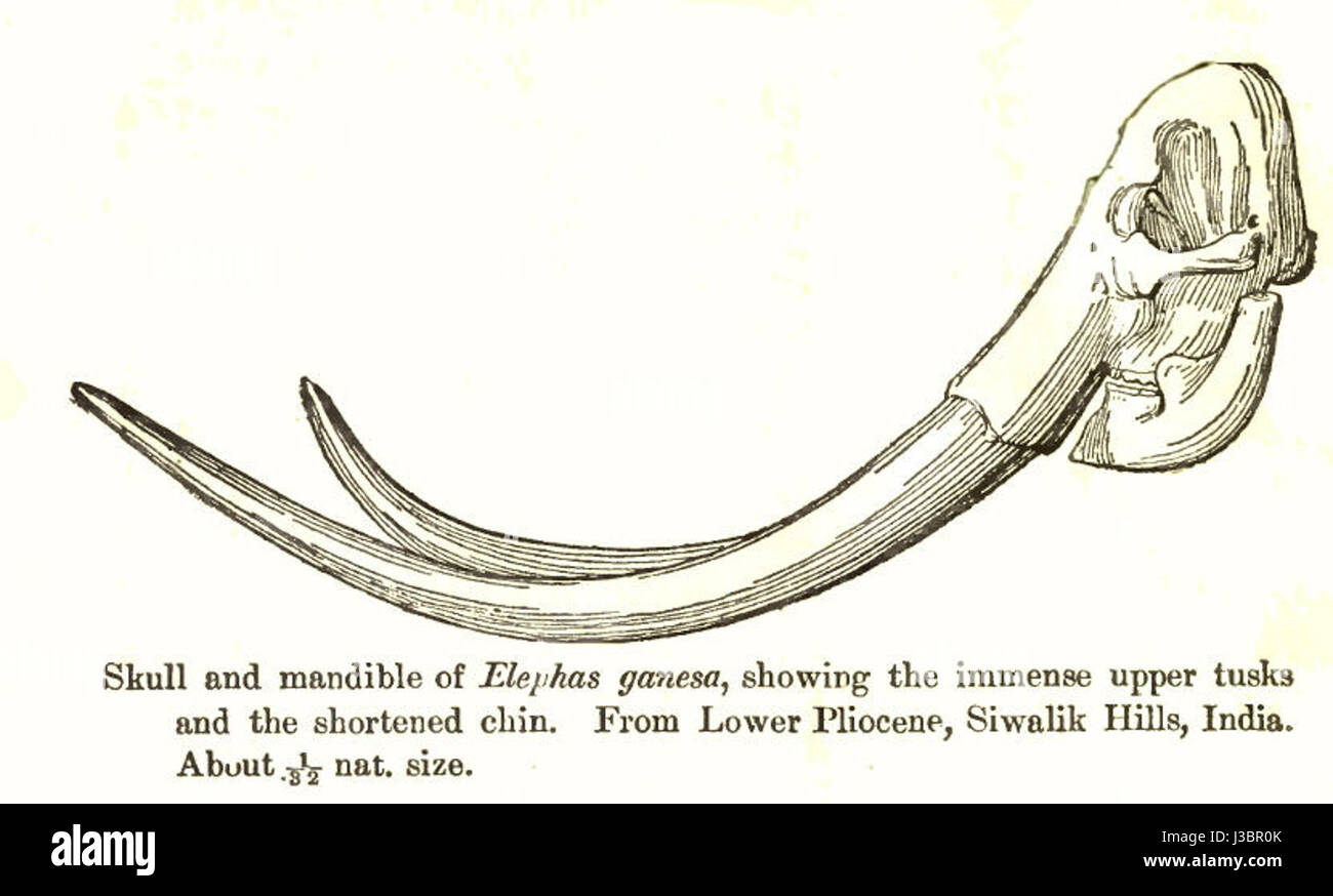 Elephas Ganesa ist eine Kombination aus zwei verschiedenen mythologischen und biologischen Symbolen. „Elephas“ bezieht sich auf Elefanten, „Ganesa“ auf den hinduistischen Gott Ganesha, der oft mit dem Kopf eines Elefanten dargestellt wird. Diese Verschmelzung stellt die Verschmelzung von Natur und Kultur dar. Stockfoto