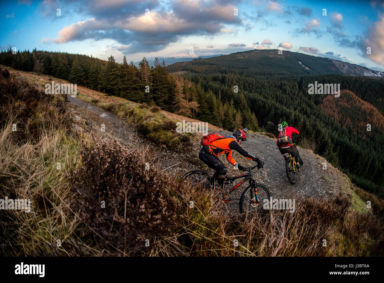 Zwei Mountainbiker fahren eine Spur im Whinlatter, Englands einzige wahre Bergwald. Stockfoto