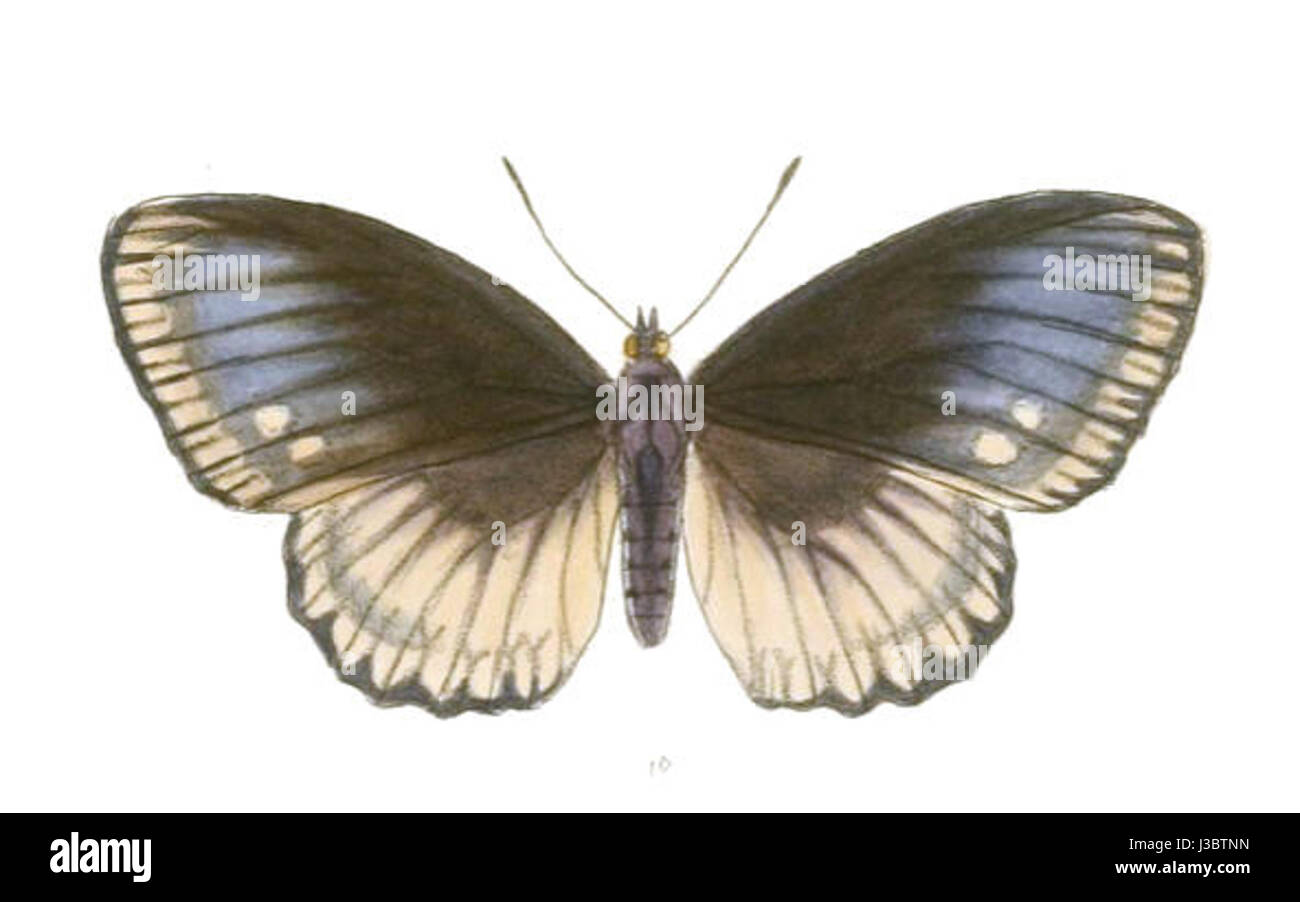 Euripus Halitherses 204 1b bezieht sich auf eine spezifische historische oder literarische Referenz, die möglicherweise mit altgriechischen Texten oder Artefakten zusammenhängt. Es ist ein weiterer Kontext erforderlich, um den genauen Gegenstand zu definieren. Stockfoto