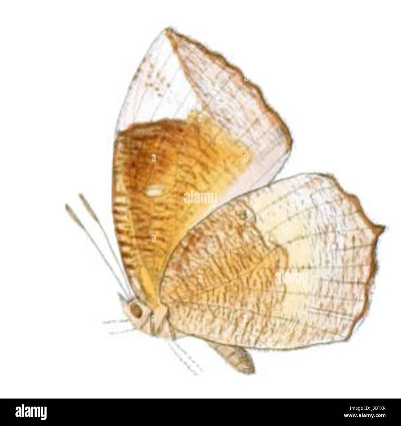 Elymnias tinctoria ist eine Schmetterlingsart, die in tropischen Regionen vorkommt und sich durch ihre lebhafte Färbung auszeichnet. Als Bestäuber spielt sie eine wichtige Rolle in lokalen Ökosystemen. Stockfoto