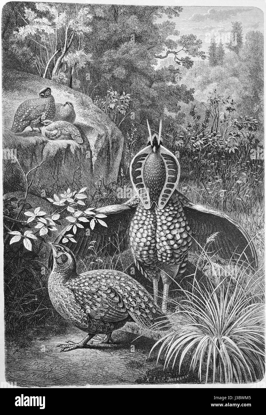 Diese Ausgabe der Gartenlaube von 1880 bietet einen Einblick in die deutsche Kultur und den Journalismus des 19. Jahrhunderts und bietet Geschichten, Illustrationen und Einblicke in das gesellschaftliche und politische Leben der Zeit. Stockfoto