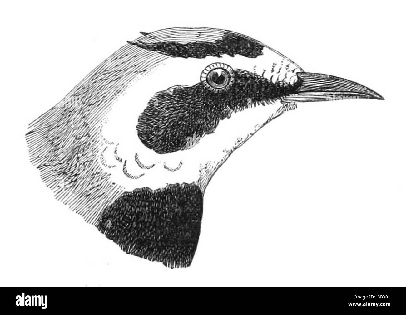 Eremophila alpestris longirostris, allgemein bekannt als der Langschnabel-Brachvogel, ist eine Unterart des Brachvogels, der in bestimmten Regionen vorkommt. Er ist bekannt für seinen langen, gekrümmten Schnabel, der verwendet wird, um Lebensmittel im Wattenmeer und an der Küste zu ermitteln. Stockfoto
