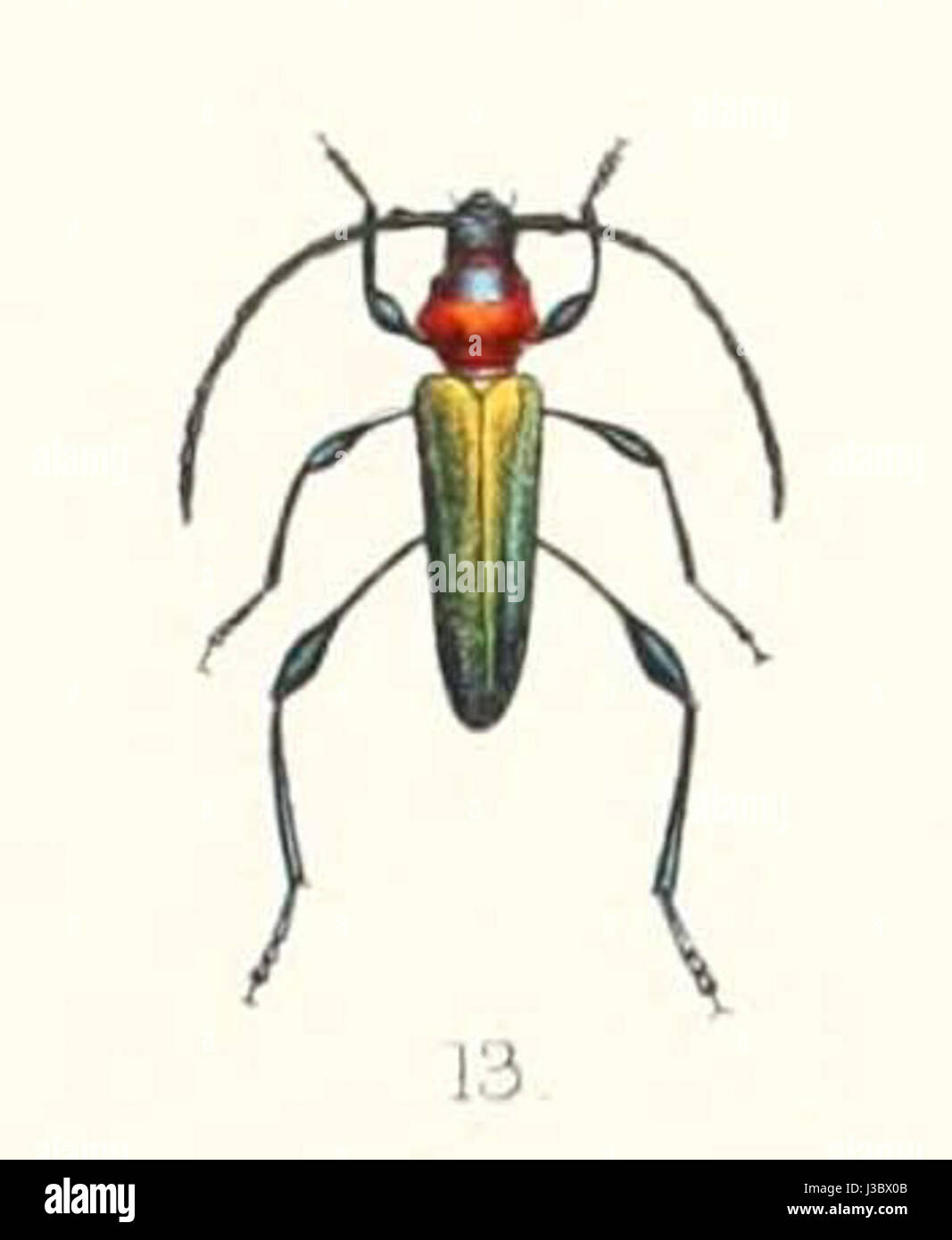 *Eximia tricolor* ist eine unter 1894 beschriebene Pflanzenart. Diese Art ist für ihre charakteristischen dreifarbigen Blüten bekannt und in tropischen Regionen beheimatet und in botanischen Studien von Bedeutung. Stockfoto