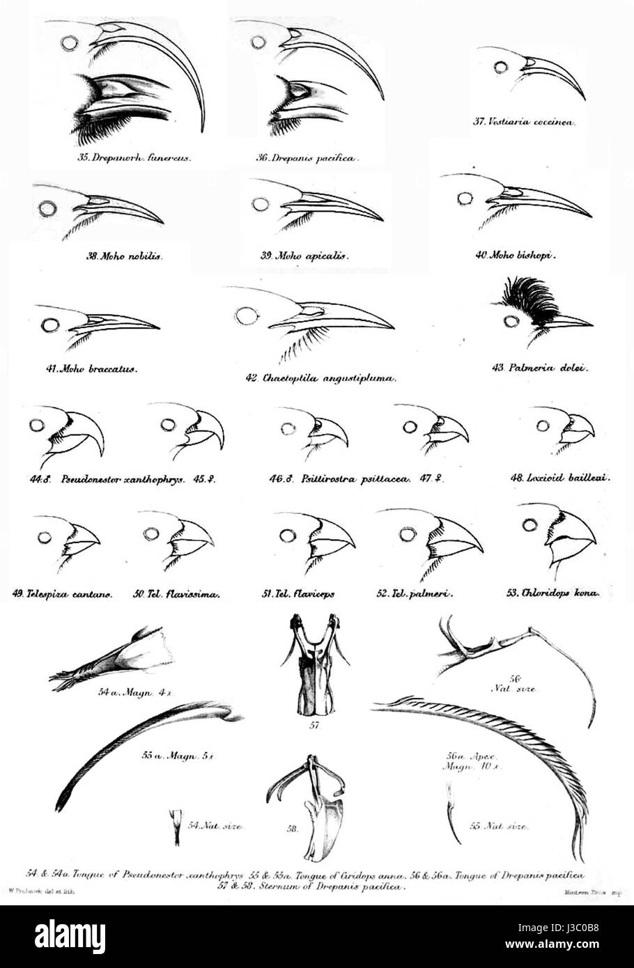 Drepadinidae ist eine Familie von Vögeln, auch bekannt als Spechte Finken. Dieser Eintrag bezieht sich wahrscheinlich auf eine bestimmte Art oder Forschung zu dieser Vogelfamilie, wobei seine Besonderheiten und ihre ökologische Rolle hervorgehoben werden. Stockfoto