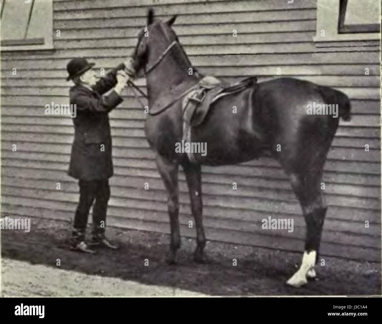 Reitsport Bilder Abb. 030 Stockfoto