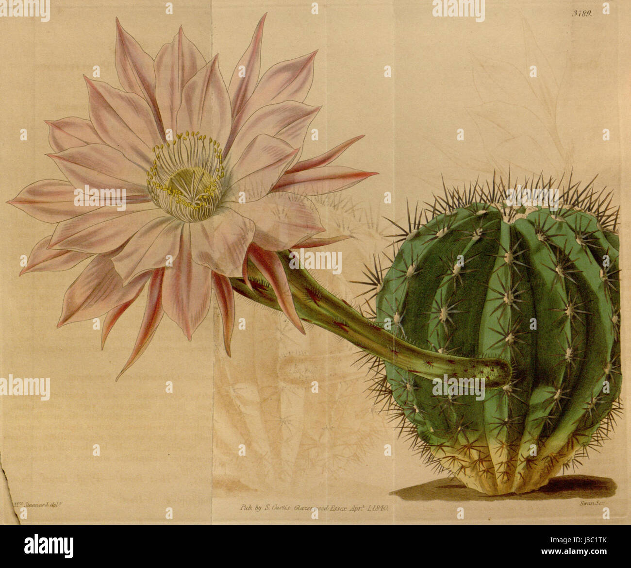 Echinopsis Eyriesii (Cereus Multiplex) Bot. Mag.a 66. 3789. 1839 Stockfoto