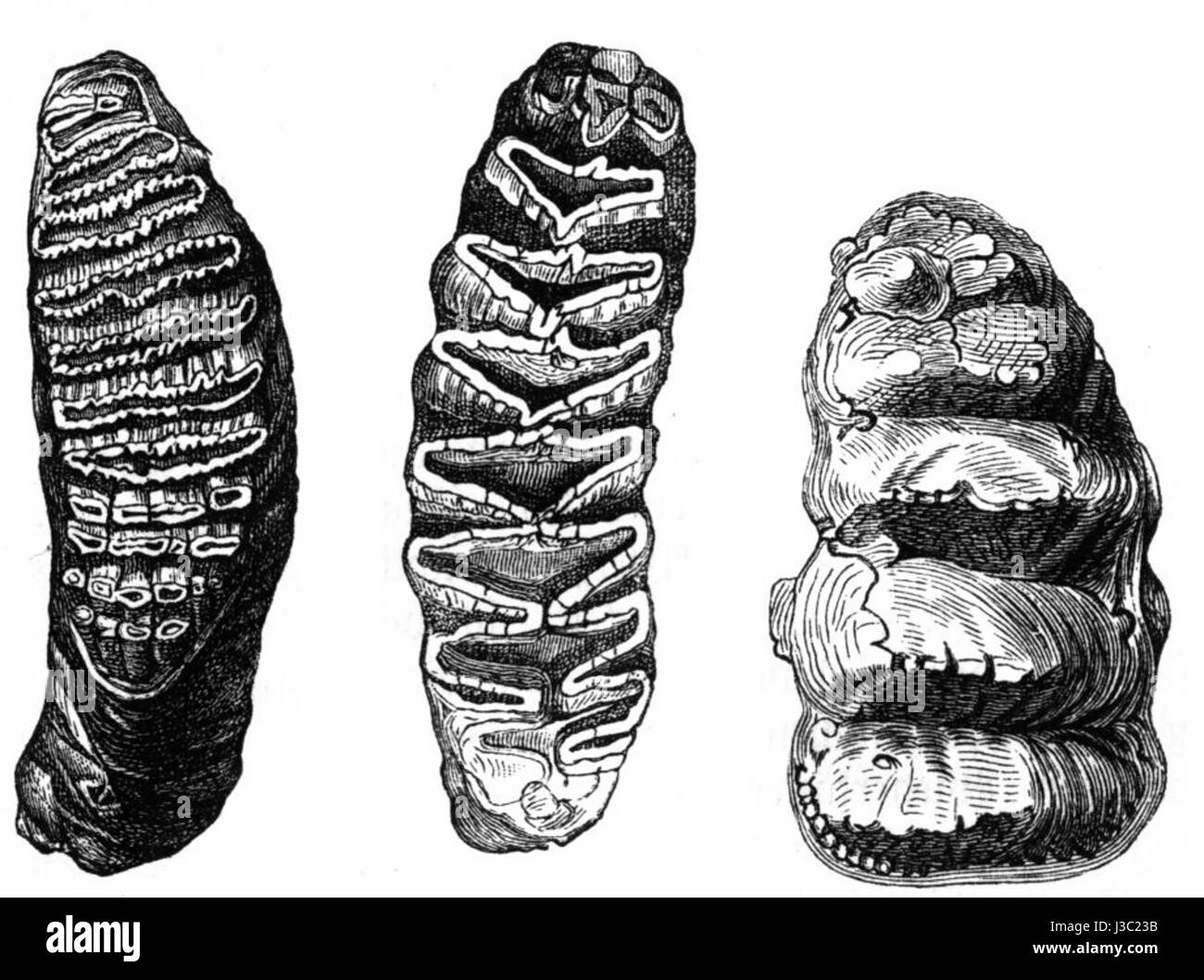 "Elefantenzaehne" bezieht sich auf "Elefantenstoßzähne" im Deutschen. Diese Zeichnung zeigt wahrscheinlich die großen, gekrümmten Stoßzähne eines Elefanten, die oft für ihre Größe und biologische Bedeutung im Tierreich bekannt sind. Stockfoto