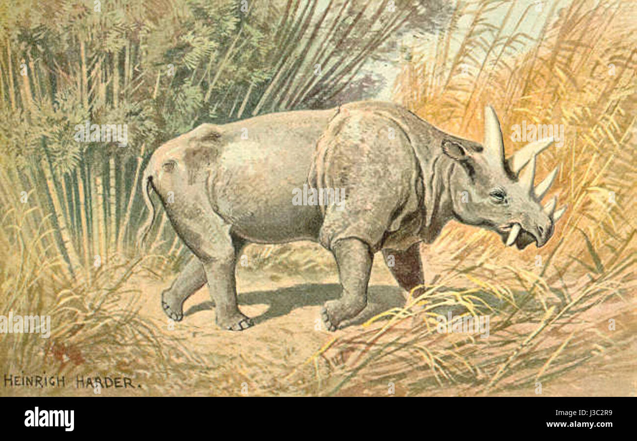 Dinoceras bezeichnet eine ausgestorbene Gattung großer pflanzenfressender Säugetiere aus dem Eozän. Diese Kreaturen sind bekannt für ihre enorme Größe und ihre einzigartigen physischen Eigenschaften. Stockfoto