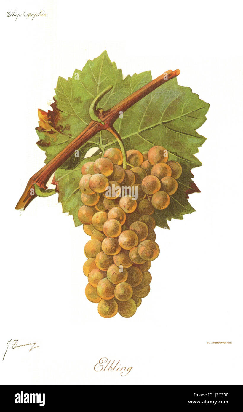 Elbling Viala Vermorel ist eine Rebsorte, die in der Weinbereitung verwendet wird. Elbling ist bekannt für seinen hochwertigen Ertrag und wird traditionell in Frankreich angebaut, insbesondere in Regionen wie Lothringen und dem Loire-Tal. Es produziert leichte, knackige Weine mit einer unverwechselbaren floralen Note, die von Weinliebhabern geschätzt wird. Stockfoto