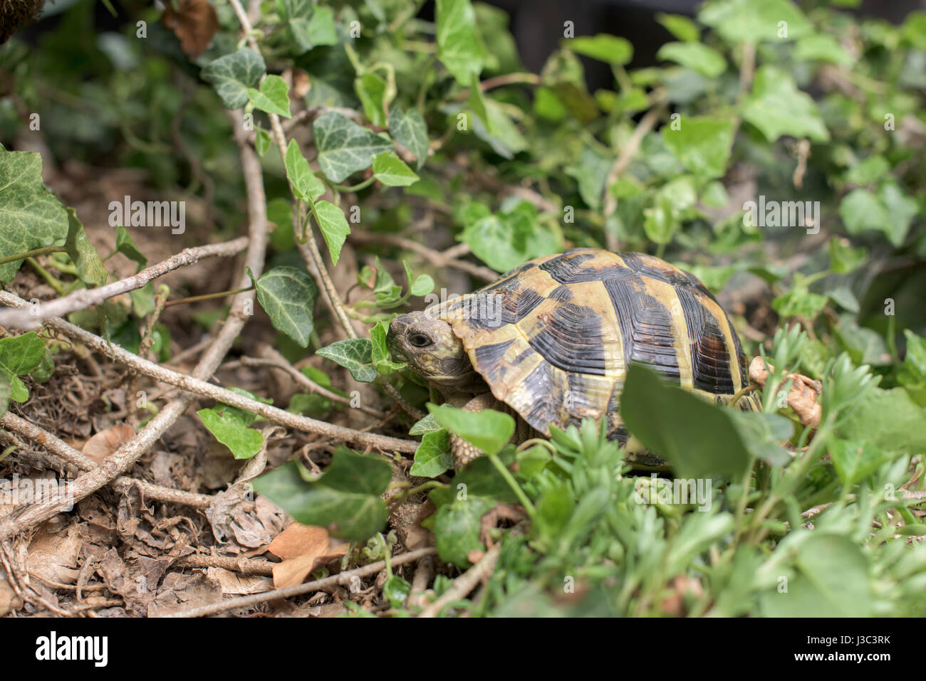 Eine terrestrische Schildkröte in einem Rasen-Nahaufnahme Stockfoto