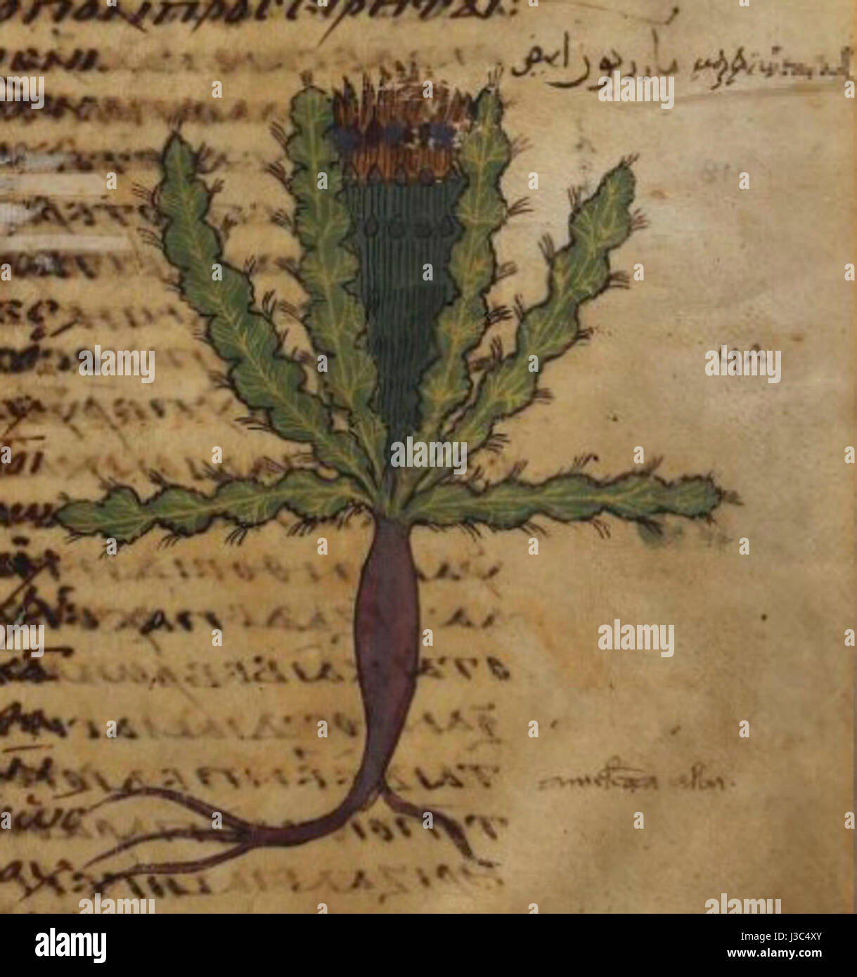 Dieses Manuskriptfragment, Teil von Dioscorides' 'de Materia Medica', zeigt eine Darstellung des Chamäleons, die seine biologische und medizinische Bedeutung in antiken Studien der Natur und Medizin unterstreicht. Stockfoto