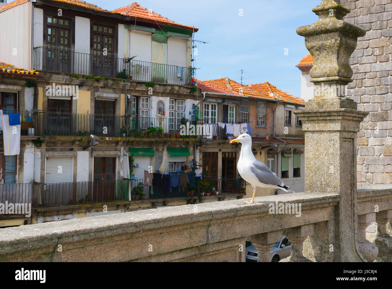 Möwe stehend, Blick auf eine Möwe thront auf einem Balkon mit Blick auf die historische Altstadt Ribeira Bezirk von Porto, Portugal Stockfoto