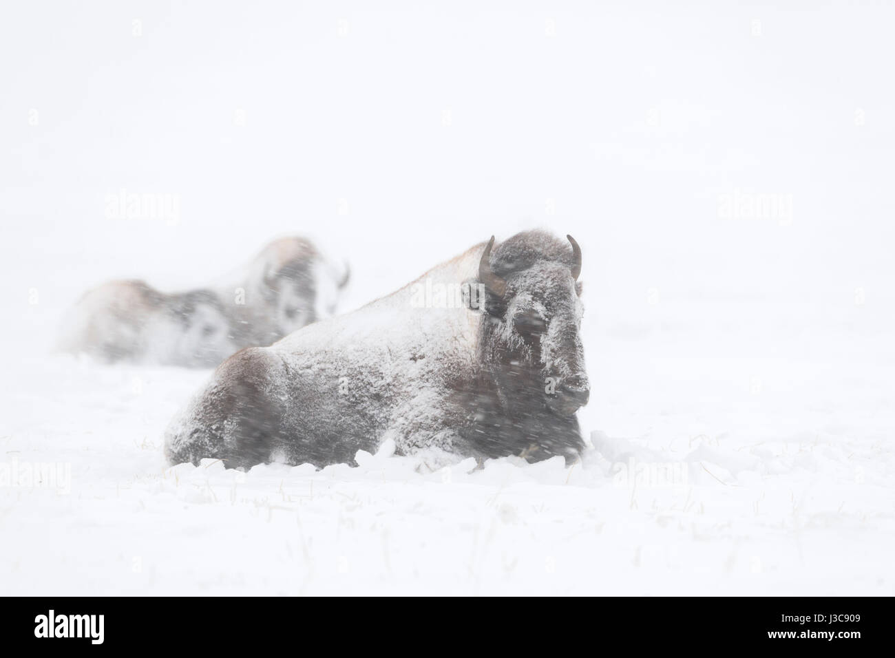 Amerikanische Bisons (Bison Bison) im Winter liegen, ruhen, Grübeln im Schnee, in einem Schneesturm in starkem Schneefall bedeckt / verkrustet mit Schnee, USA. Stockfoto