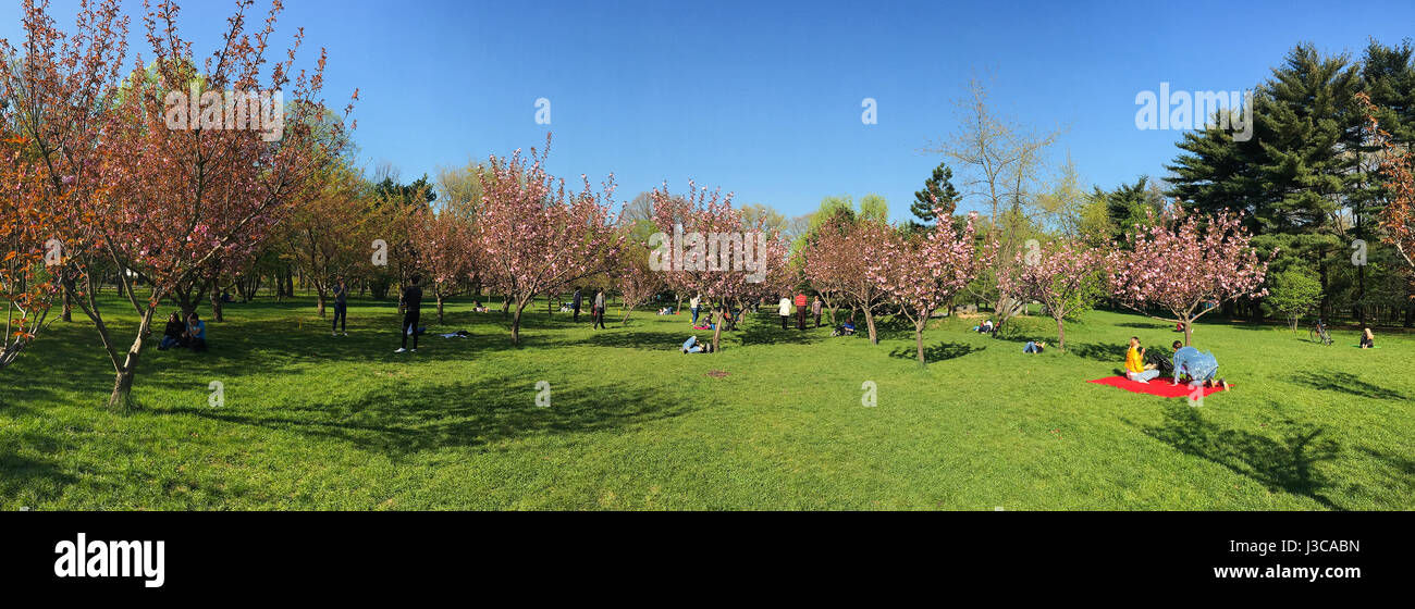 Bukarest, Rumänien - 10. April 2017: Leute, die Spaß im japanischen Garten des Herastrau öffentlichen Park am Wochenende Frühlingstag. Stockfoto