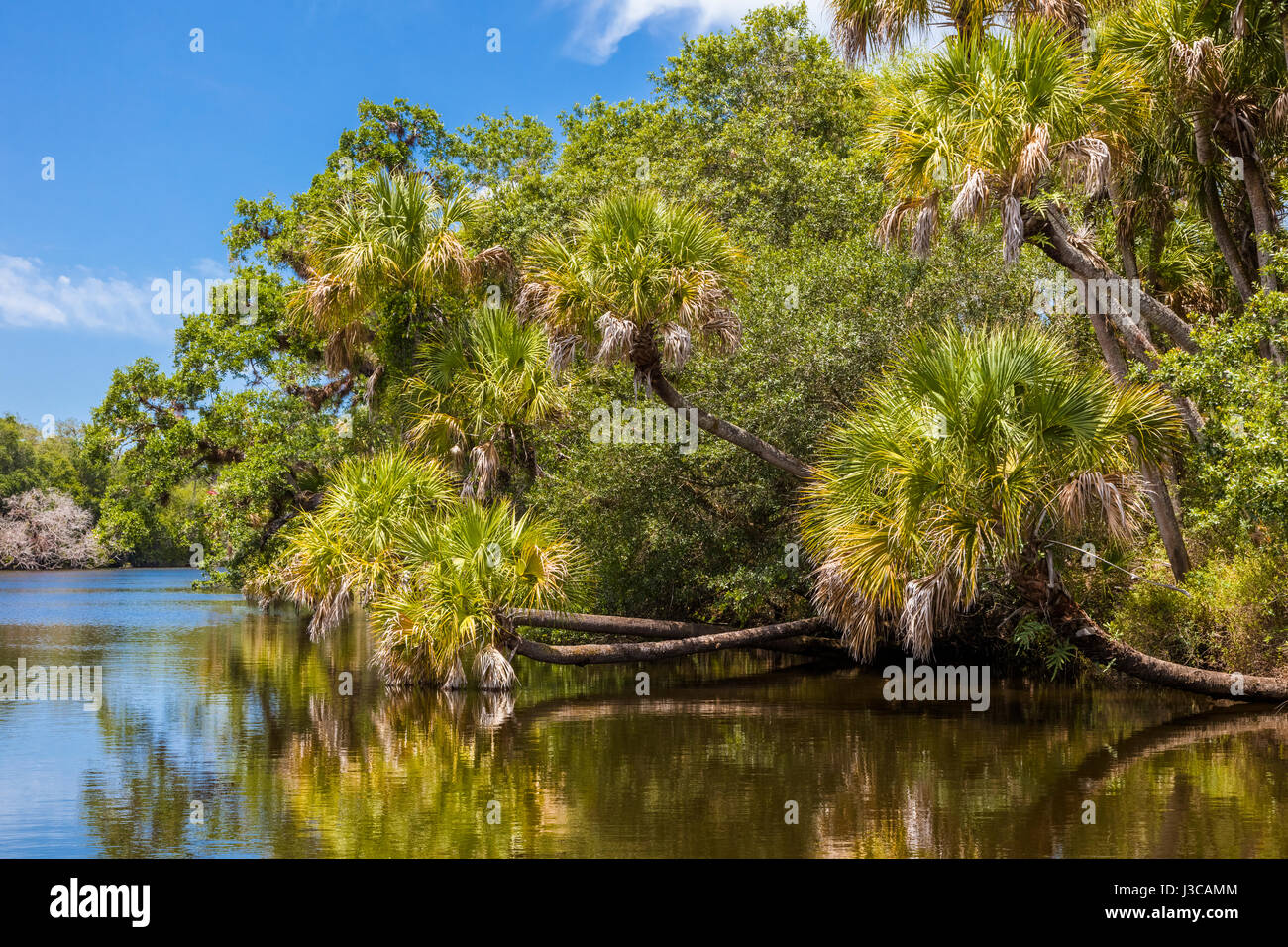 Wilden malerischen Myakka River in Sarasota County in Venice Florida Stockfoto
