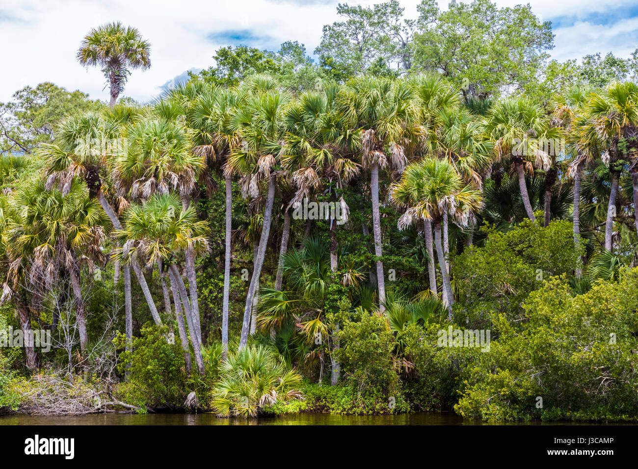Wilden malerischen Myakka River in Sarasota County in Venice Florida Stockfoto