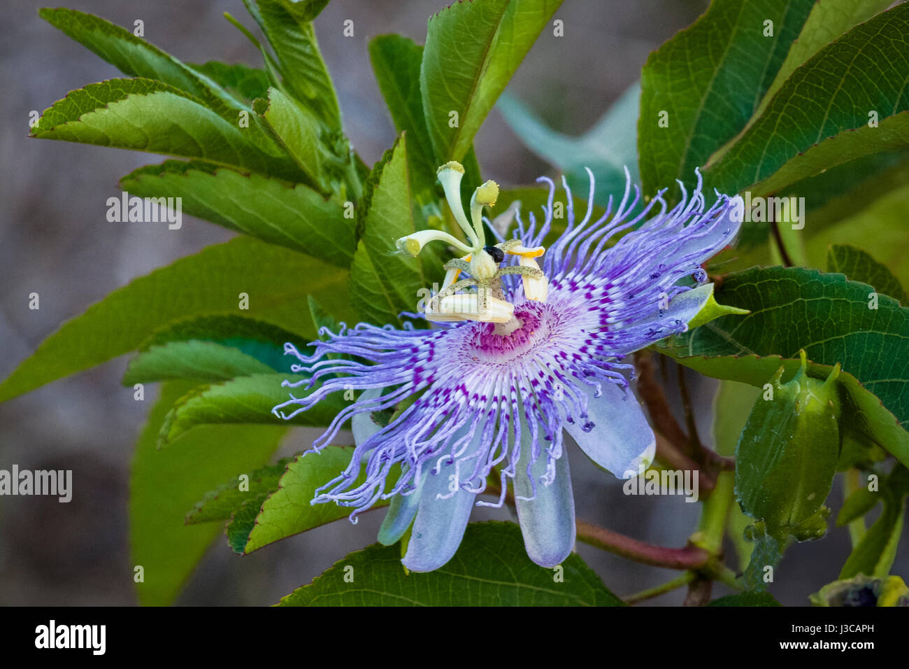 Passionsblume oder Passiflora im Kreis B Bar-Reserve in Polk County in Lakeland Florida Stockfoto