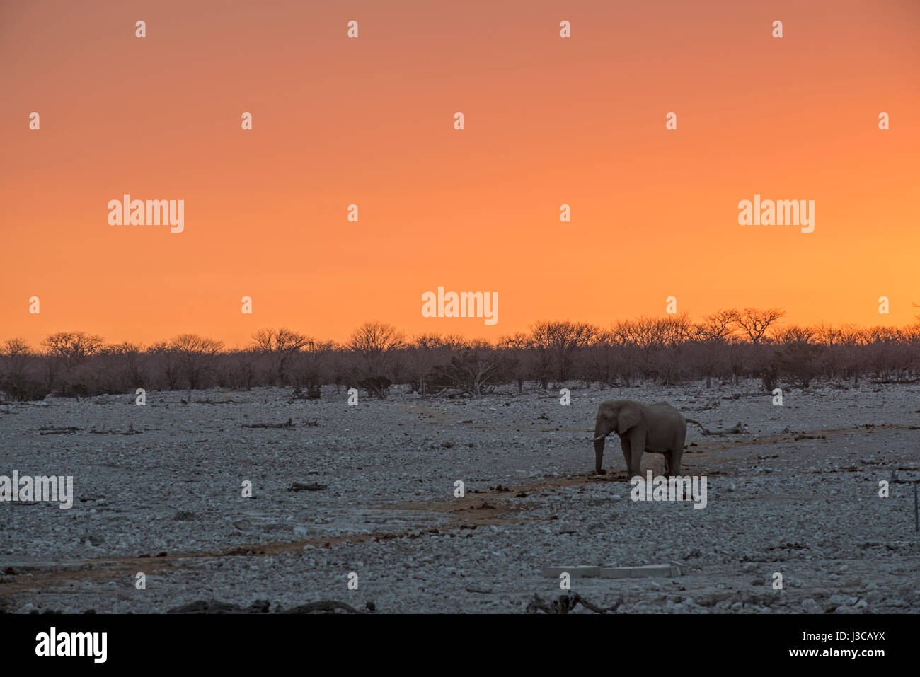 Elefanten im Sonnenuntergang: Loxodonta Africana. Etosha, Namibia. Stockfoto