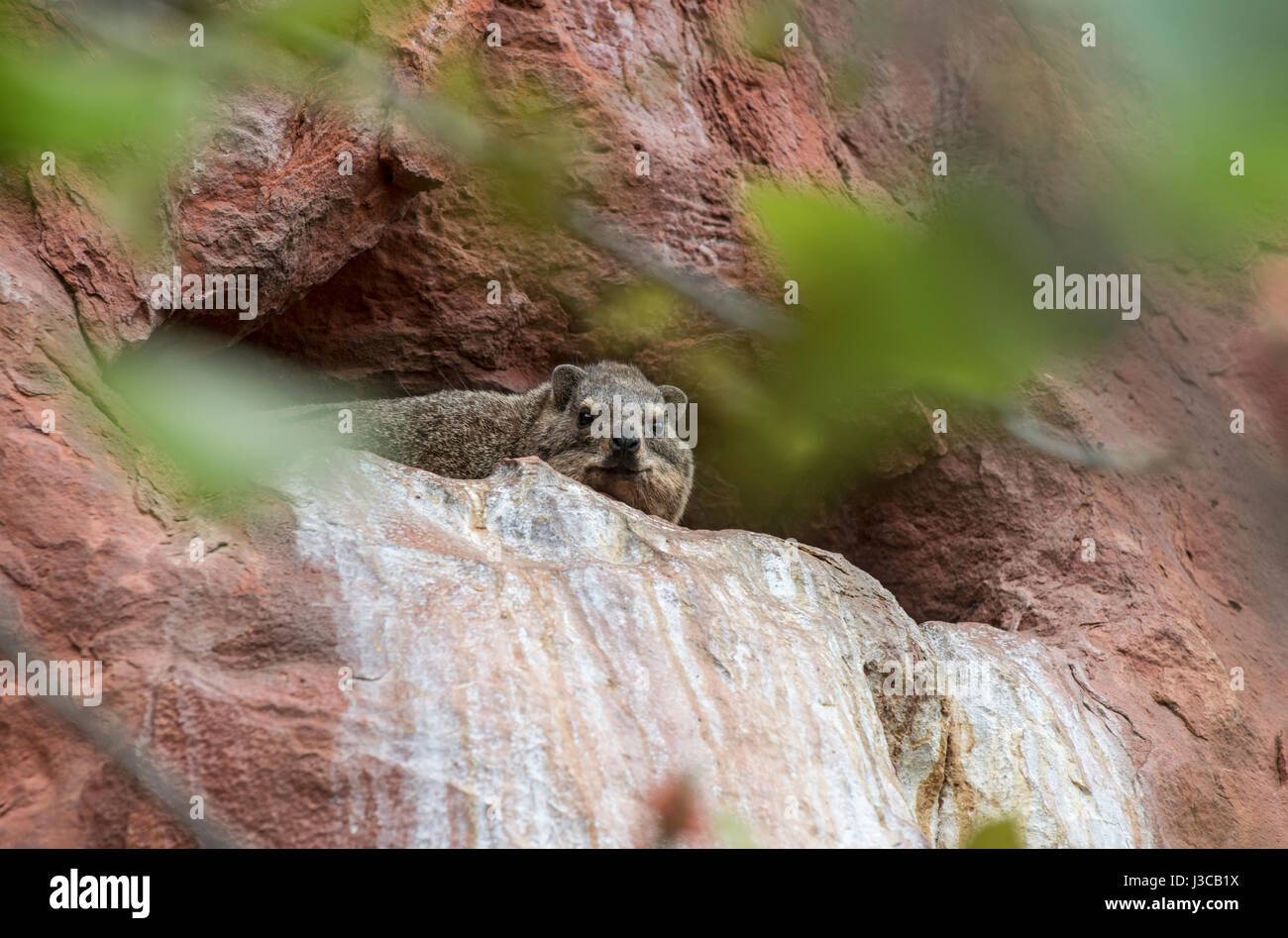 Rock Klippschliefer (oder Schliefer) Procavia Capensis. Namibia. Stockfoto