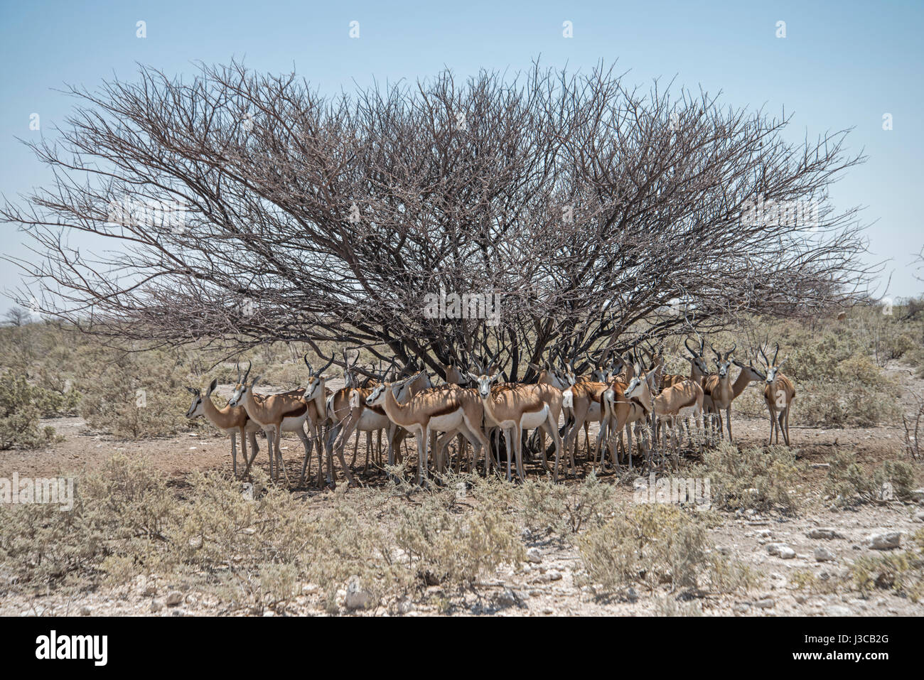 Springbok: Antidorcas Marsupialis. Bergende unter Baum. Etosha, Namibia. Stockfoto