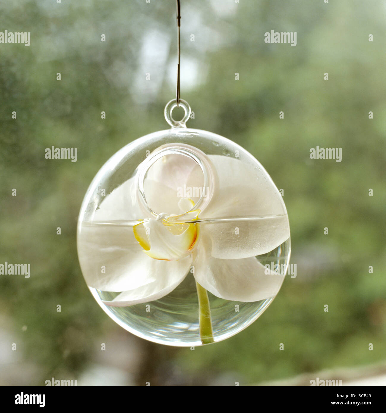 Weiße Blume in hängenden Glaskugel. Stockfoto