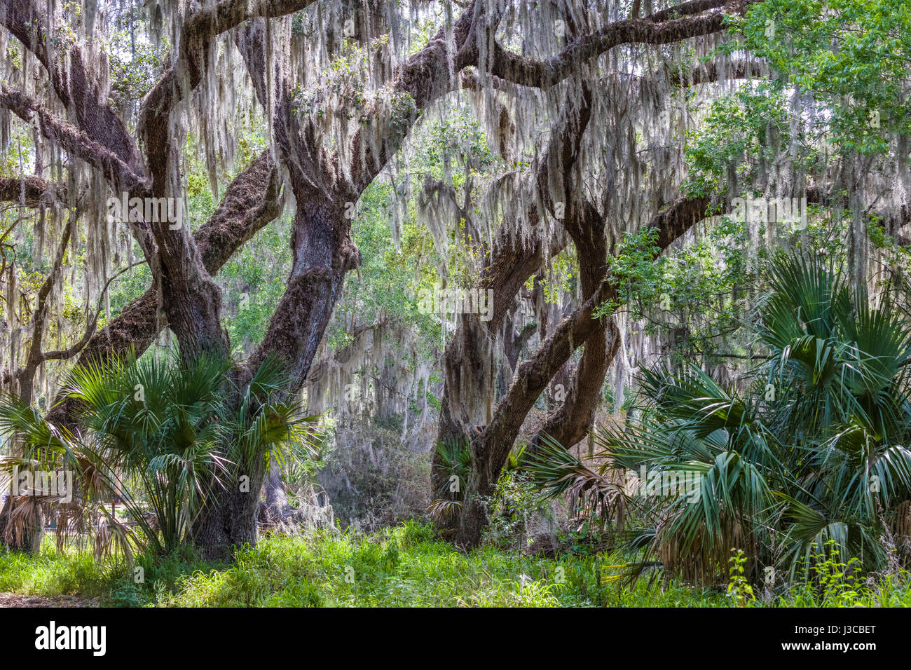 Spanish Moss hängen in Live Eichen im Kreis B Bar Reserve in Polk County in Lakeland Florida Stockfoto