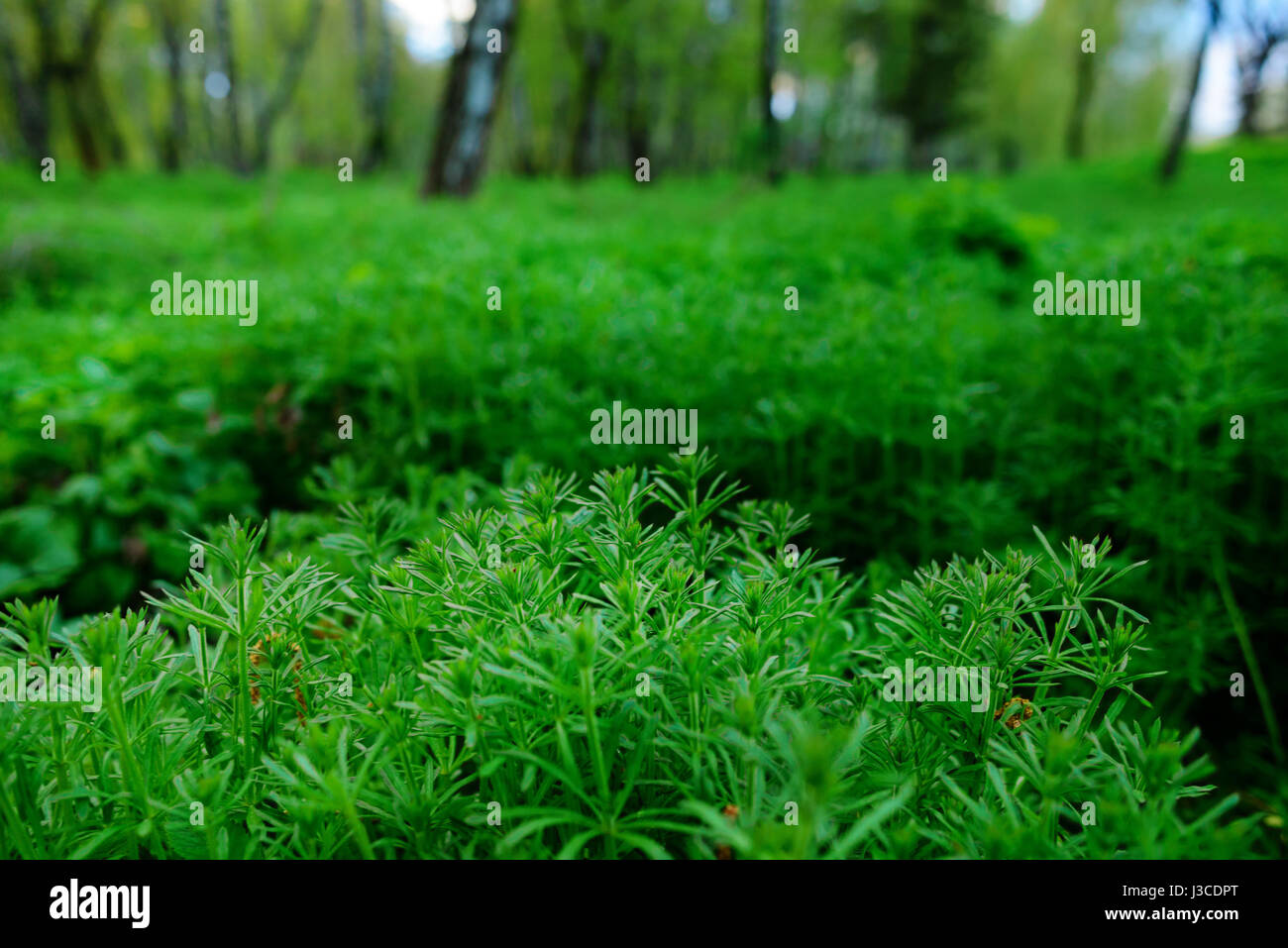 Amerikanische Ambrosie Ambrosia Artemisiifolia, Allergie verursachen Stockfoto