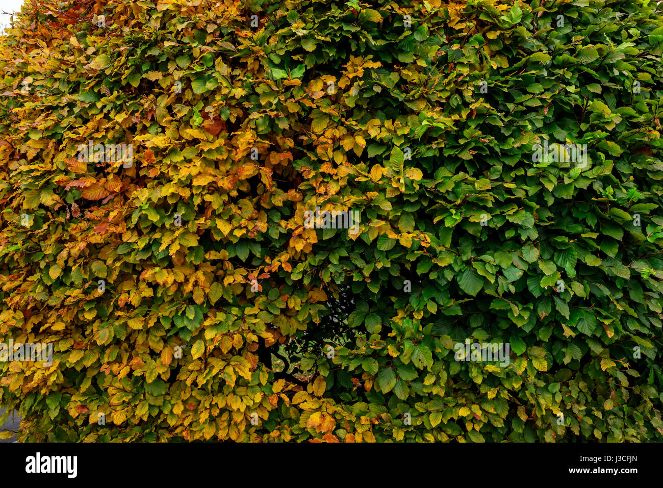 Große Runde Buchsbaum Strauch in einem Park. Stockfoto