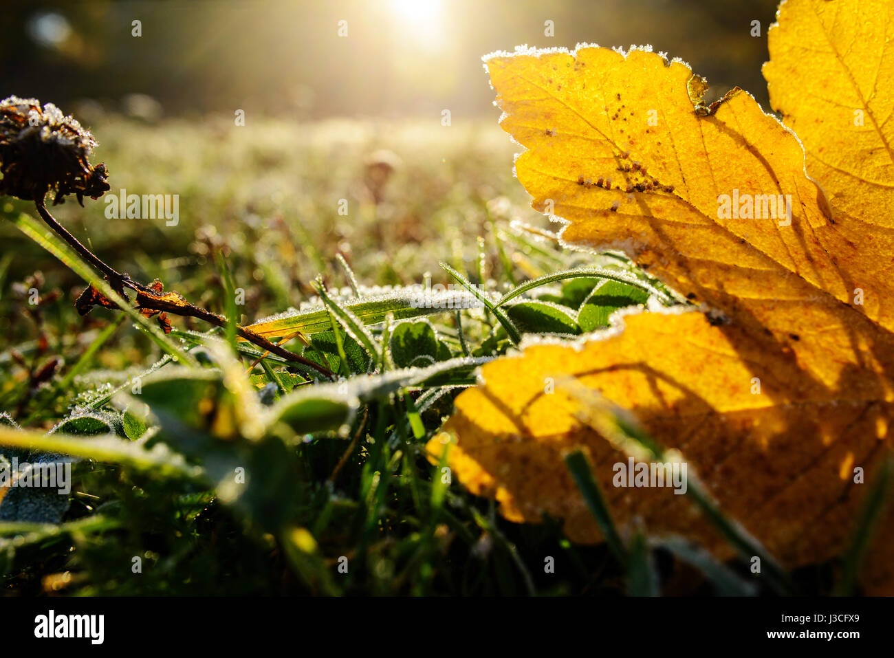 Bunte Herbstblätter mit Abstauben von Frost. Stockfoto