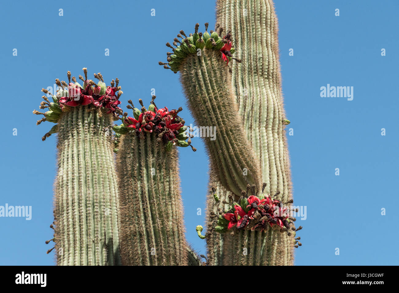 Nahaufnahme eines Saguaro Kaktus in Arizona mit roten Früchten an den Spitzen und ein ganz blauer Himmel als Hintergrund. Stockfoto