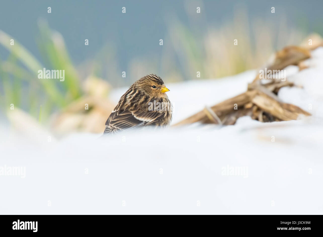 Nahaufnahme einer Berghänfling (Zuchtjahr Flavirostris) im Winter im Schnee. Ein Berghänfling ist ein kleiner Brauner Sperlingsvögel Vogel in der Fink-Familie Fringillidae. Stockfoto