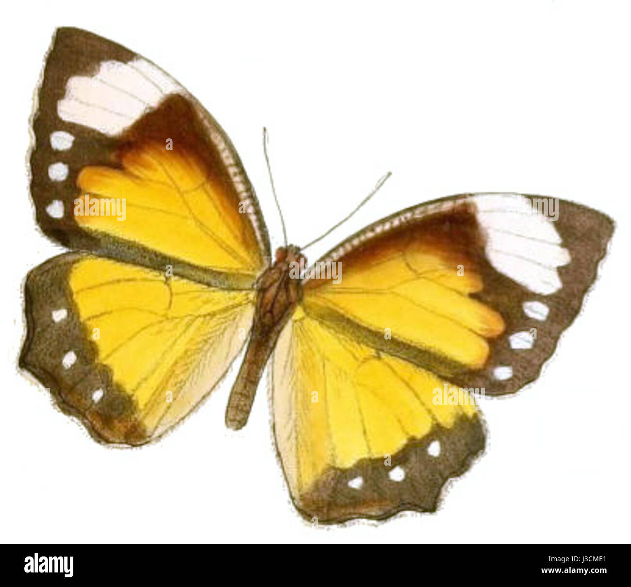 ElymniasTinctoria133 2a Stockfoto