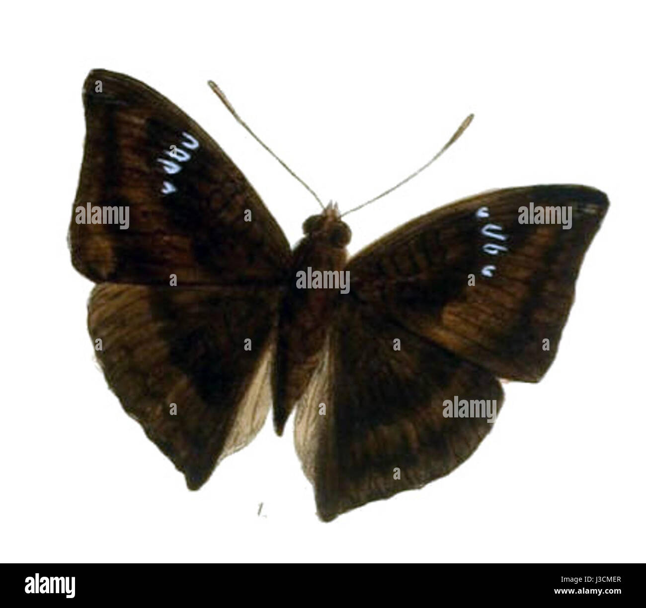 Dies bezieht sich auf ein botanisches Exemplar, wahrscheinlich eine Art oder Sammlung, die als *Euthalia Jama* identifiziert wurde, mit einer Katalognummer von 237 und möglicherweise aus einer spezifischen Sammlung oder einem Archiv, das sich auf botanische Studien bezieht. Stockfoto