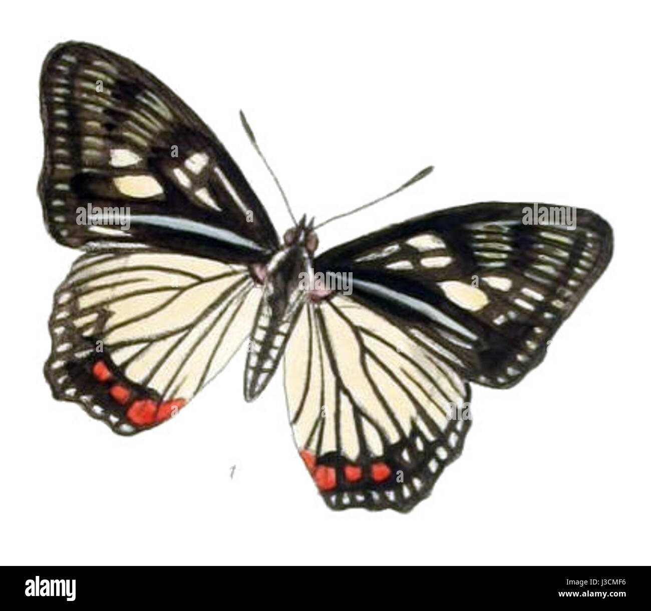 Euripus Consimilis 205 11 bezieht sich auf ein Werk der klassischen Literatur oder ein historisches Manuskript, das spezifische Ereignisse oder Themen beschreibt. Der Eintrag gibt wahrscheinlich Einblicke in alte Texte oder wissenschaftliche Werke der griechischen oder römischen Geschichte. Stockfoto