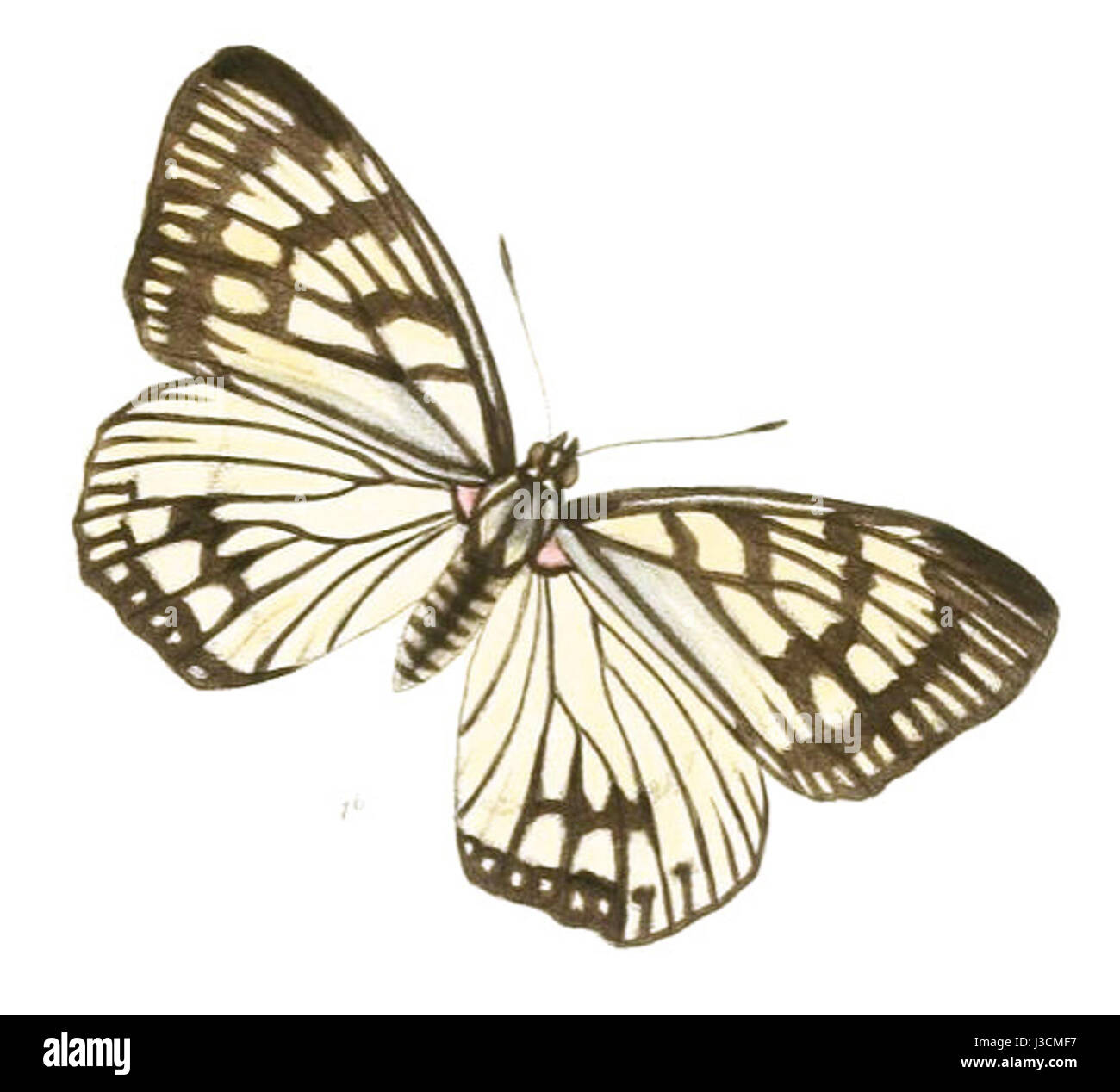 Dieser Titel bezieht sich auf eine wissenschaftliche oder literarische Klassifikation, die wahrscheinlich mit einer Arbeit oder Entdeckung auf dem Gebiet der Biologie, Astronomie oder klassischen Studien zusammenhängt. Die spezifische Referenz könnte eine bestimmte Art, einen Stern oder ein bestimmtes Konzept betreffen. Stockfoto