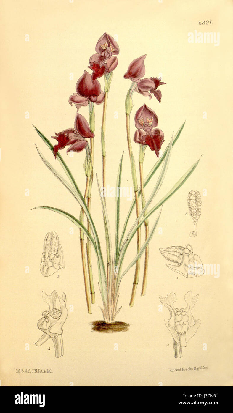 DISA spathulata subsp. Spathulata, ursprünglich als Disa atropurpurea beschrieben, ist eine Orchideenart, die 1886 im Botanical Magazine von Curtis dargestellt wurde. Bekannt für seine markanten violetten Blüten, gehört sie zur Familie der Orchidaceae und ist in Südafrika beheimatet. Stockfoto