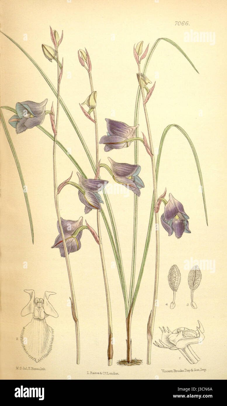 Diese botanische Referenz aus dem *Curtis' Botanical Magazine* (1889) veranschaulicht *Disa hians*, früher als *Disa lacera* identifiziert. Es zeigt die detaillierte Morphologie der Pflanze, typisch für viktorianische botanische Studien. Stockfoto