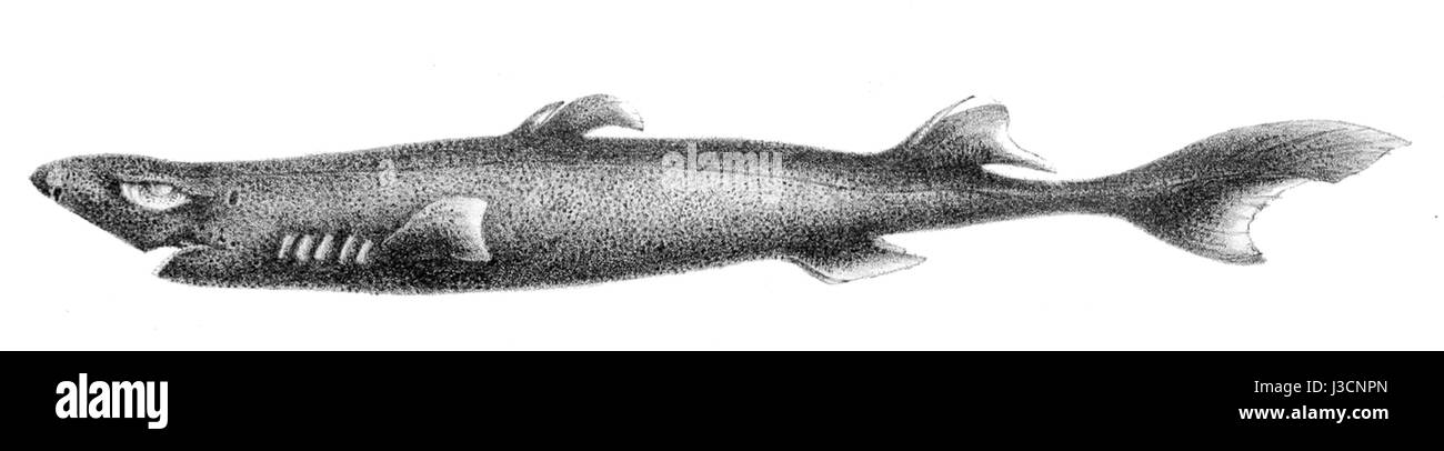 Etmopterus pusillus, eine Art von Laternenhai, kommt in tiefen Meeresgewässern vor. Es ist bekannt für seine Biolumineszenz, die es ihm ermöglicht, Licht in den dunklen Tiefen des Ozeans zu erzeugen, ein einzigartiges Merkmal unter Meeresbewohnern. Stockfoto