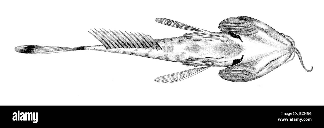 Dolloidraco Longedorsalis ventralen Stockfoto