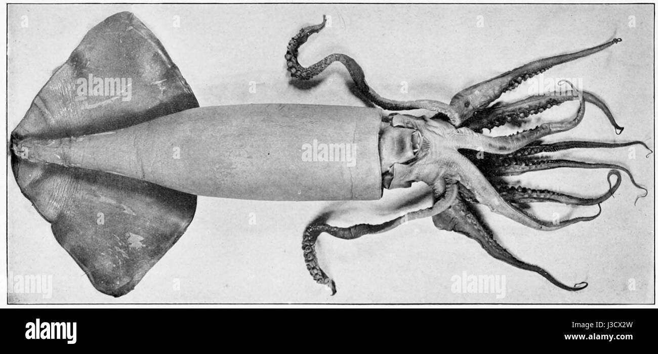 Dosidicus gigas, allgemein bekannt als Humboldt-Tintenfisch, ist eine große Art von Tintenfisch, die im östlichen Pazifik vorkommt. Es ist bekannt für sein aggressives Verhalten und seine Fähigkeit, Farbe zu ändern. Stockfoto
